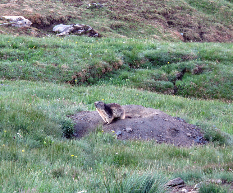 Pic_Caramantran_09_04_Marmotta