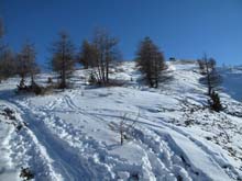 Cima_Bosco_Thures_16_14