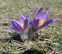 Colle_Rocce_Platasse_10_57_anemone_montano