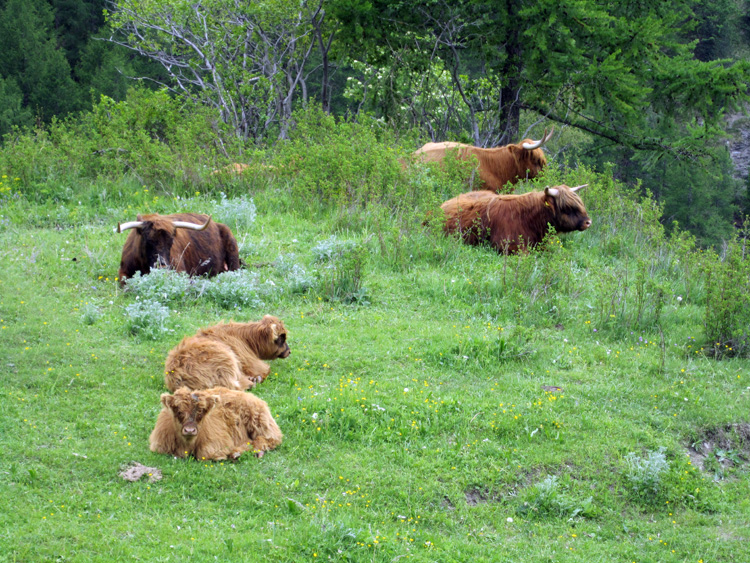 Punta_ramiere_12_81_Yak