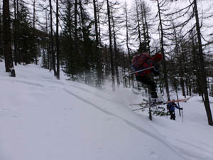 Salti nel bosco