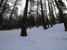 Cima_Bosco_07_06