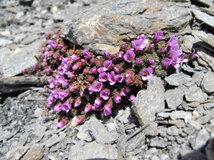 Fiori sulla Cima