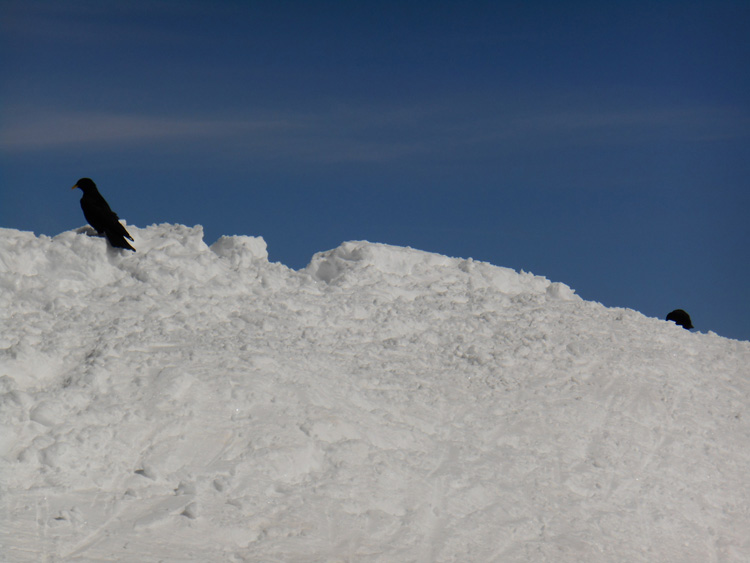 Breithorn_O_14_29a